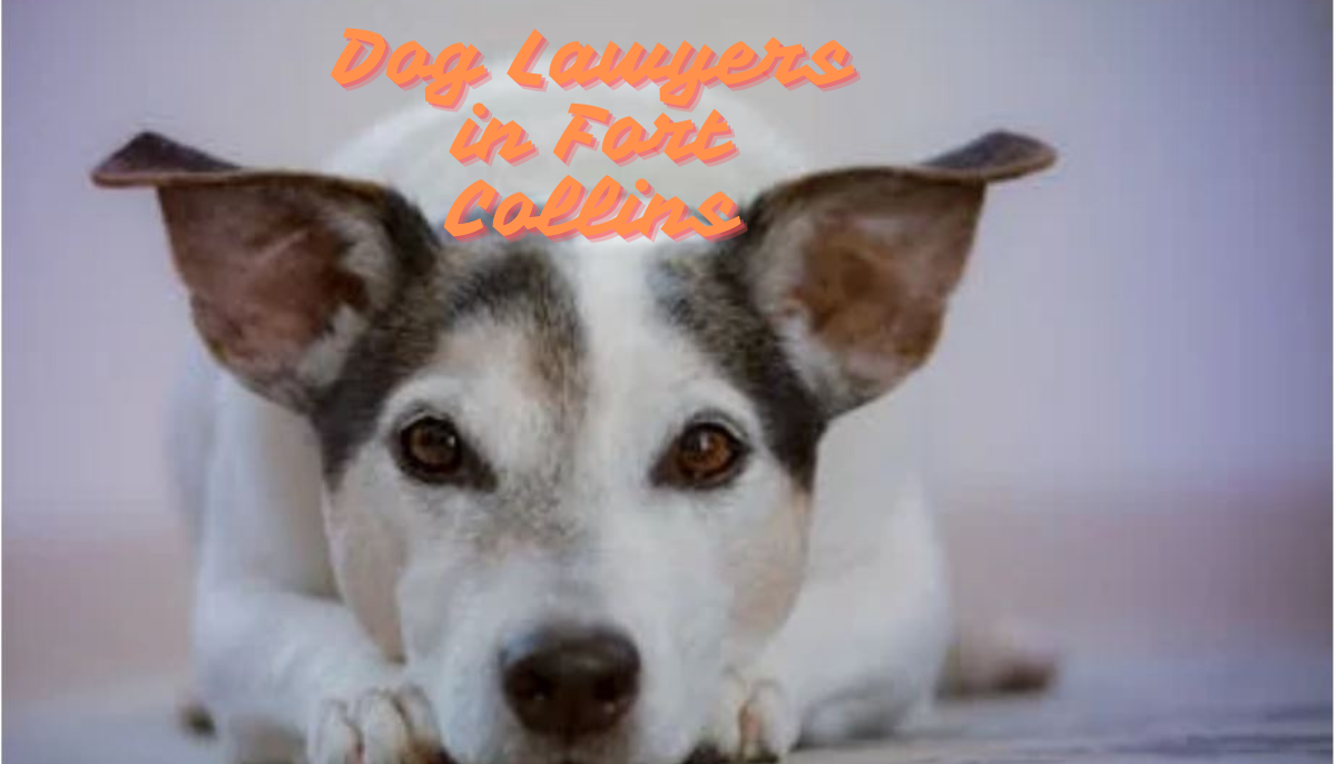 Dog Lawyers in Fort Collins