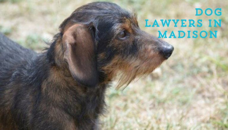 Dog lawyers in Madison