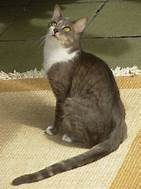 Brazilian Shorthair