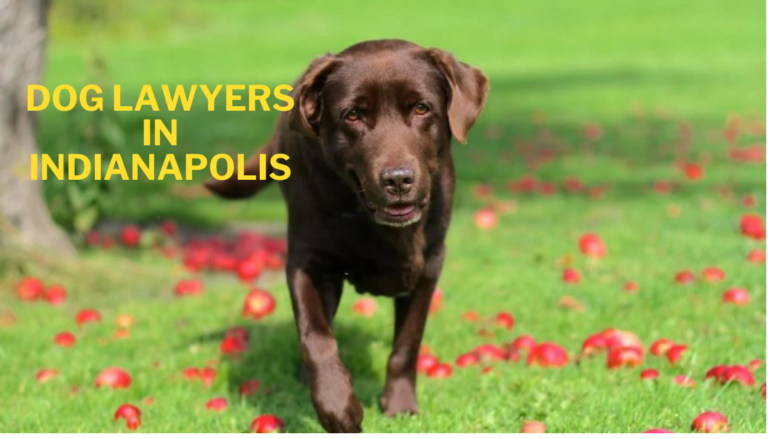 Dog Lawyers in Indianapolis