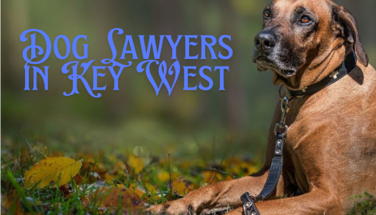 Dog Lawyers in Key West