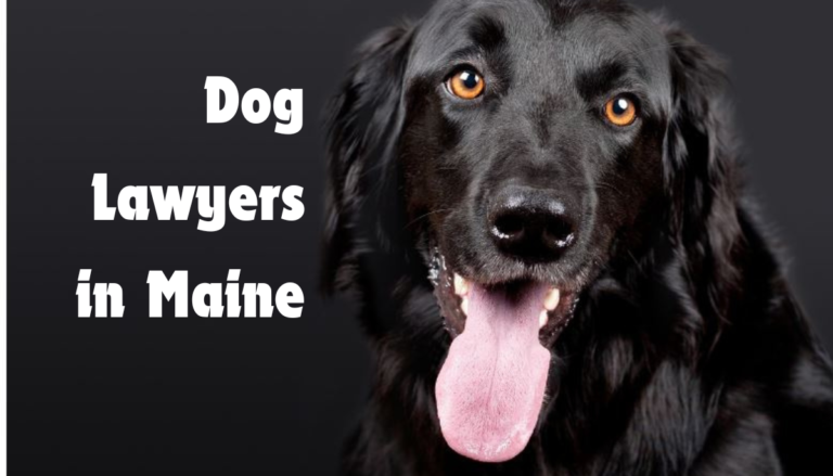 Dog Lawyers in Maine