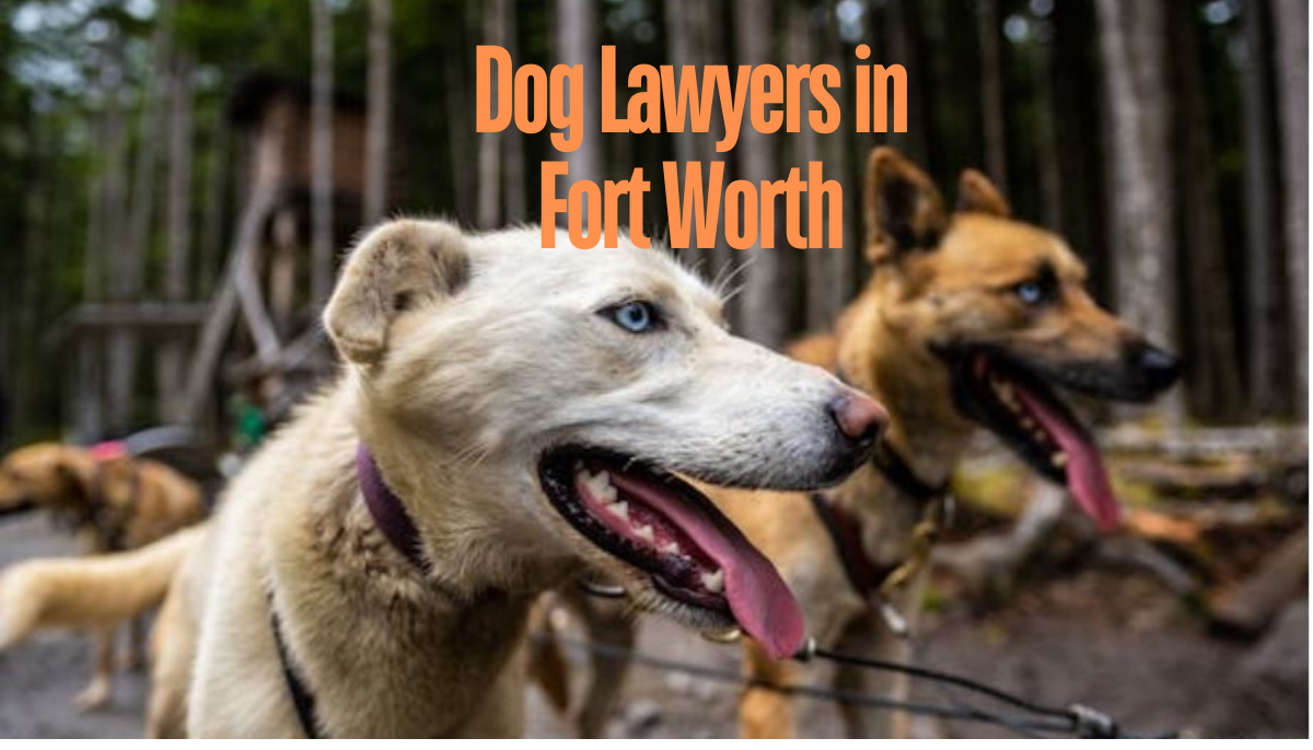 Dog Lawyers in Fort Worth