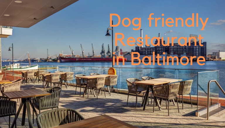 Dog friendly restaurant in Baltimore