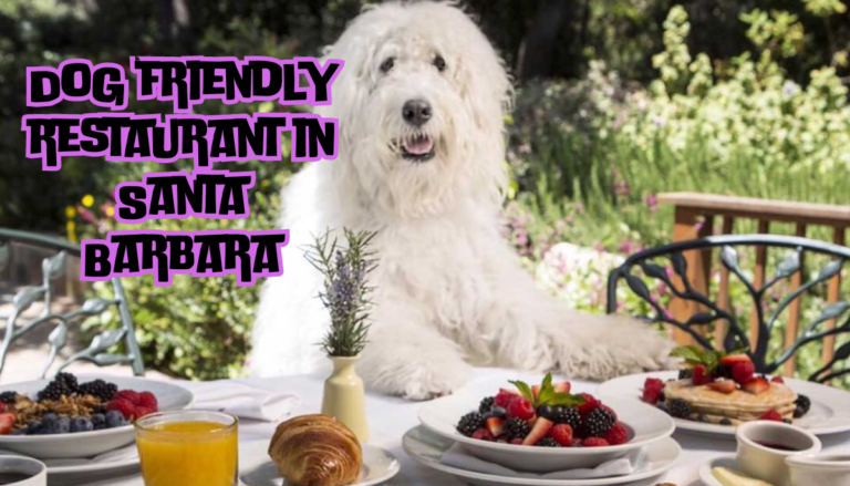 Dog friendly restaurant in Santa Barbara