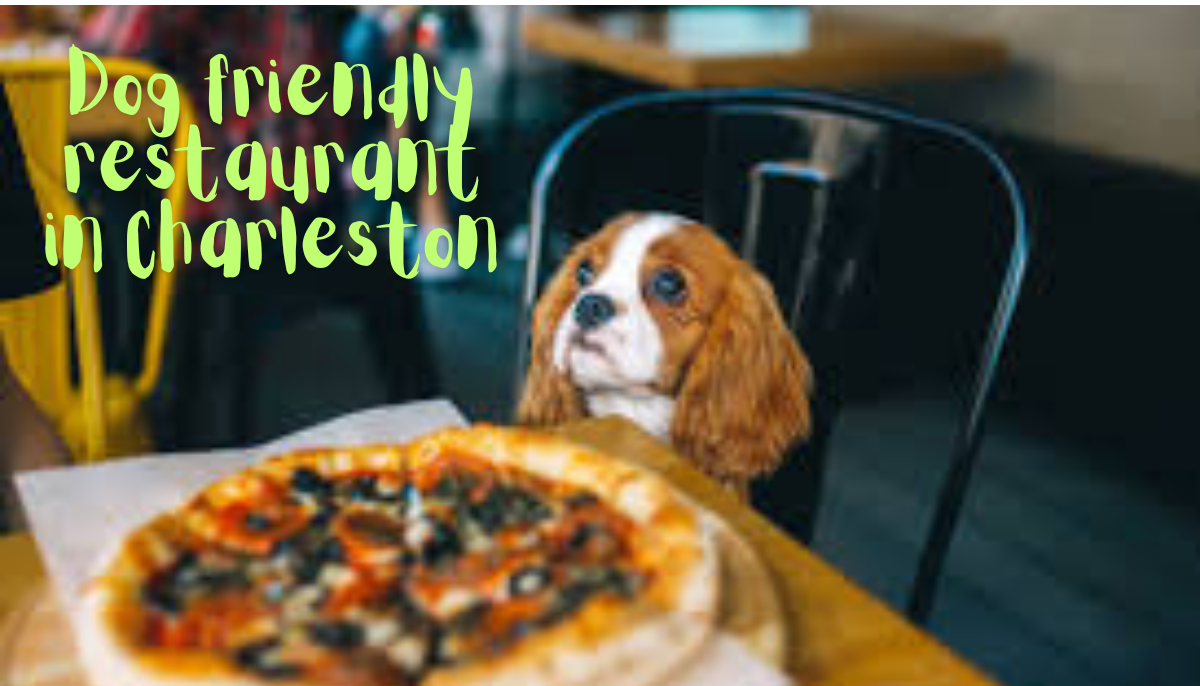 Dog friendly restaurant in Charleston