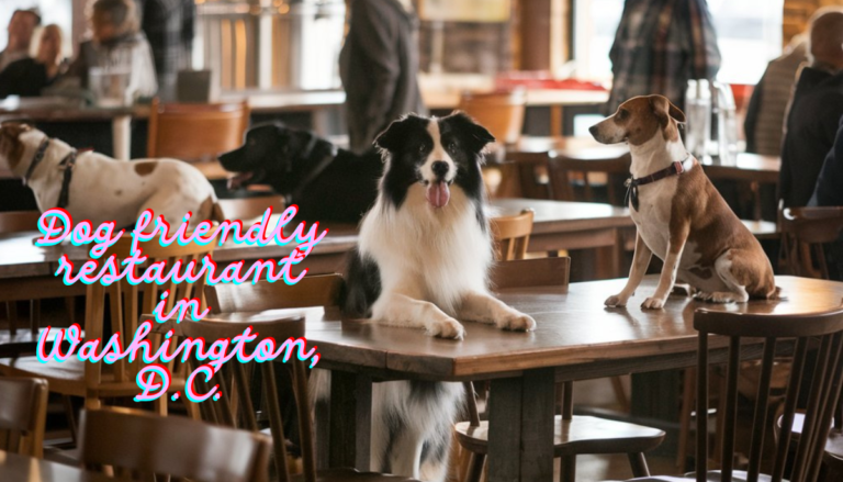 Dog friendly restaurant in Washington, D.C.