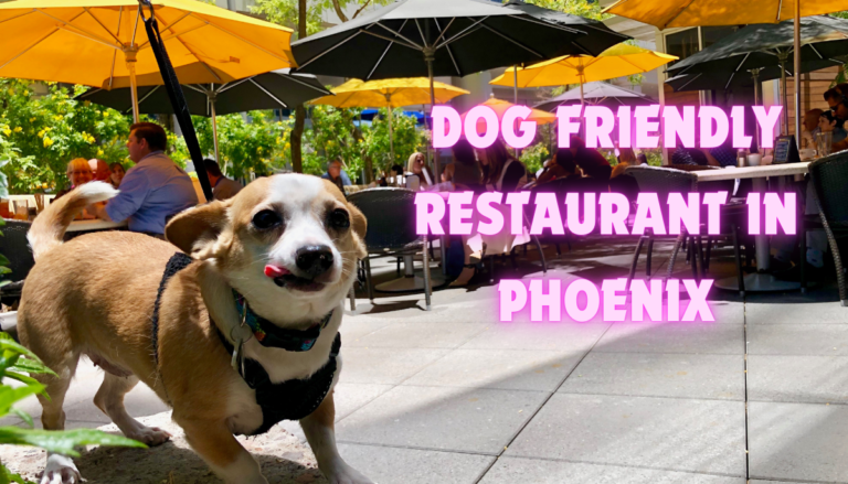 Dog friendly restaurant in Phoenix