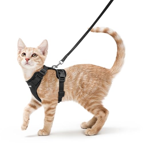 Best Cat Harnesses 2026